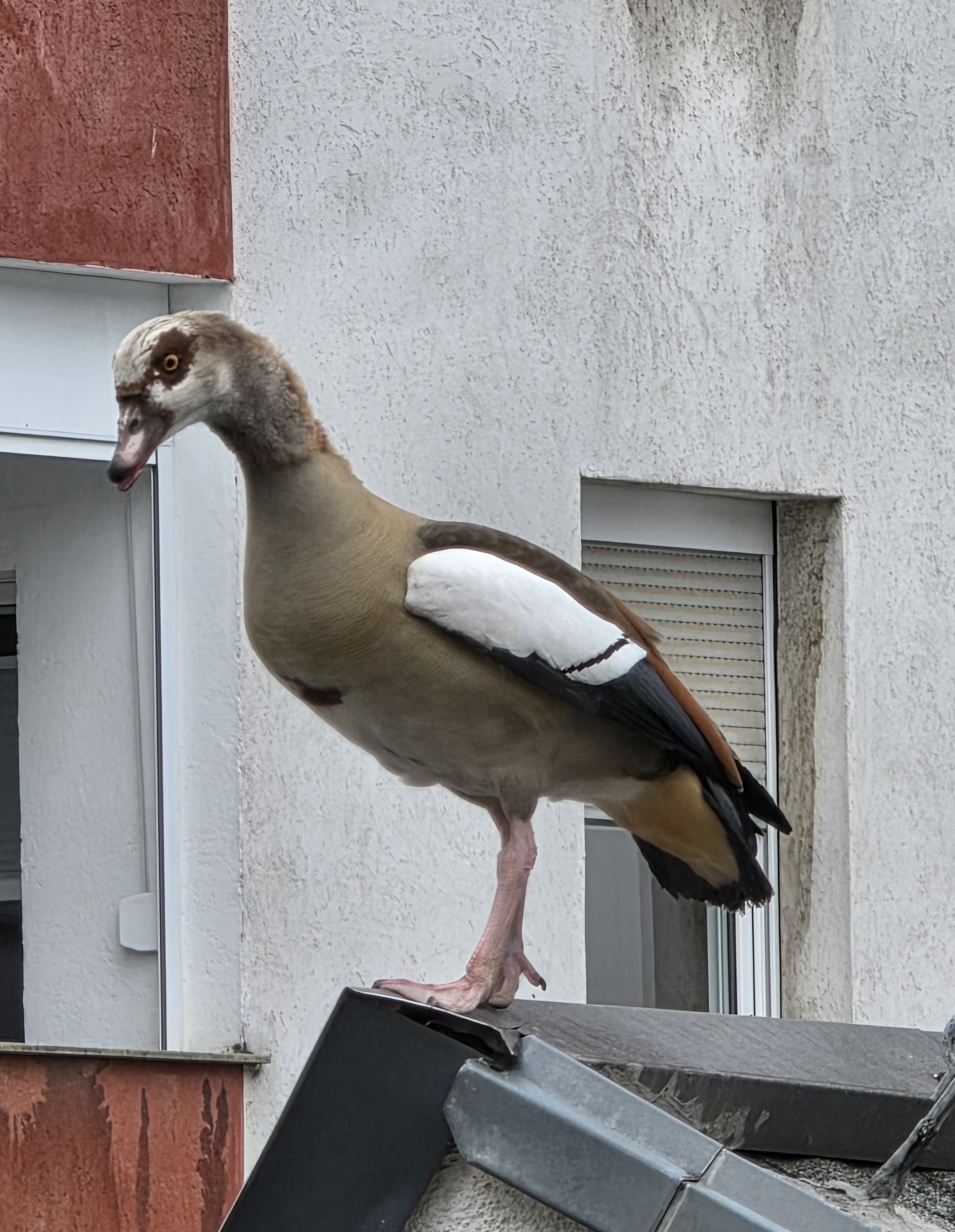 NilG&auml;nse in der Sternengasse K&ouml;ln